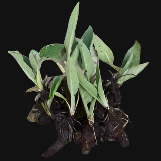 Comfrey (Bocking 14) Rootstock