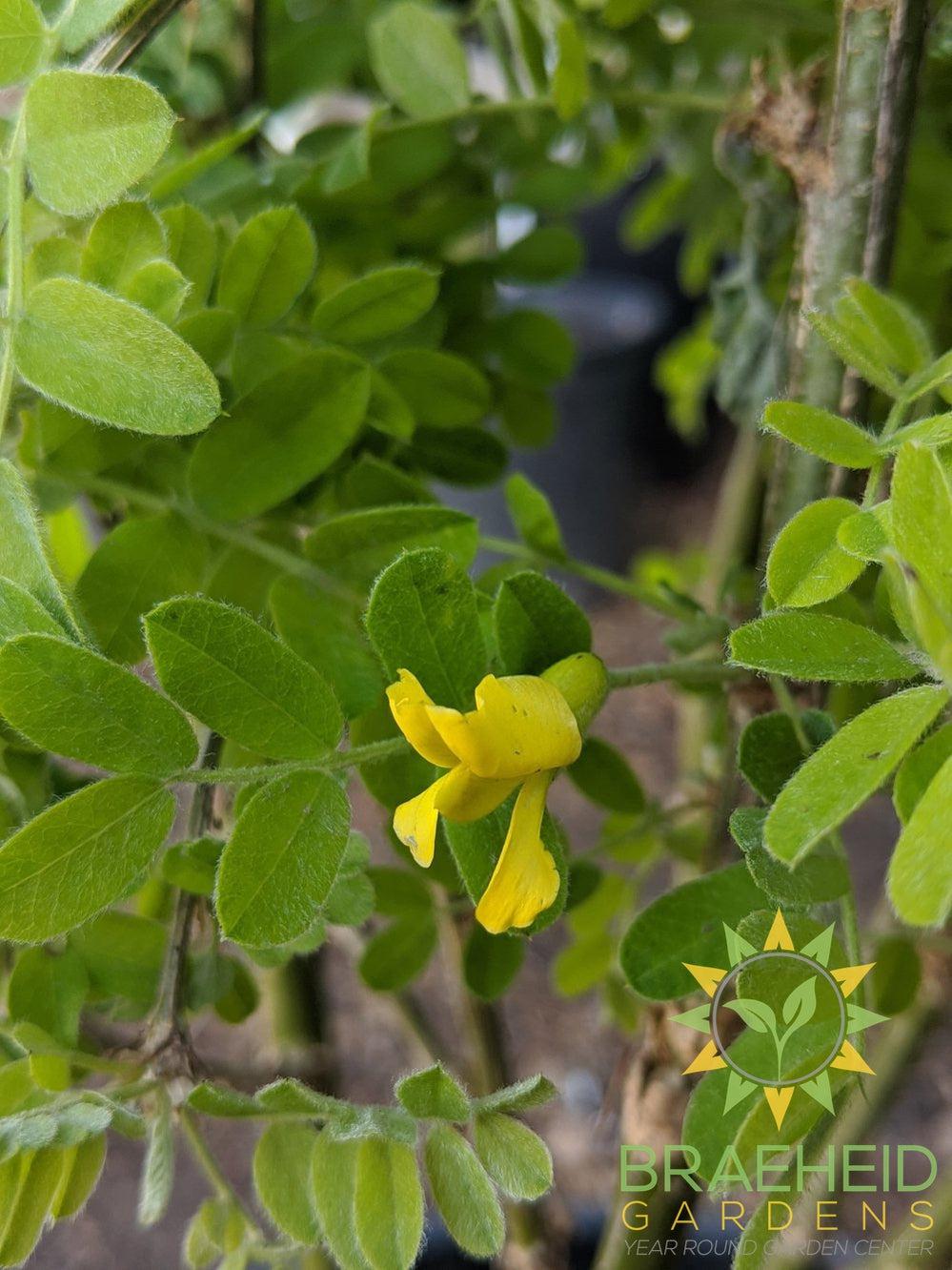 Common Caragana