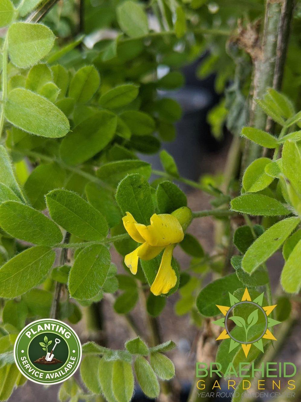 Common Caragana