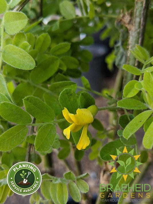 Common Caragana