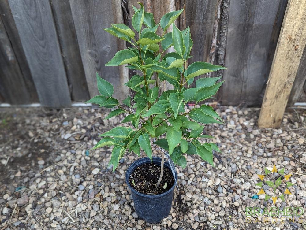 Common Lilac