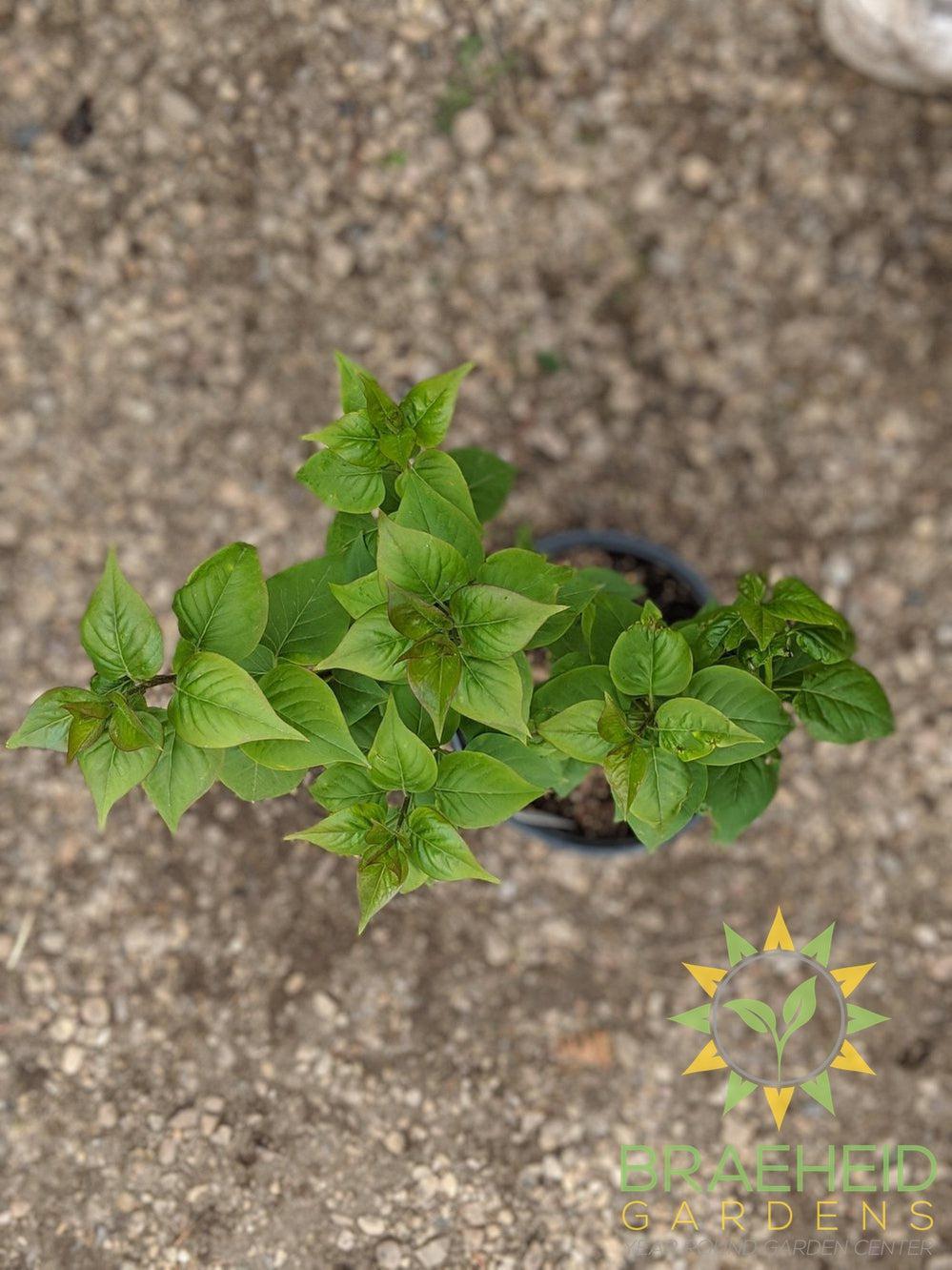 Common Lilac
