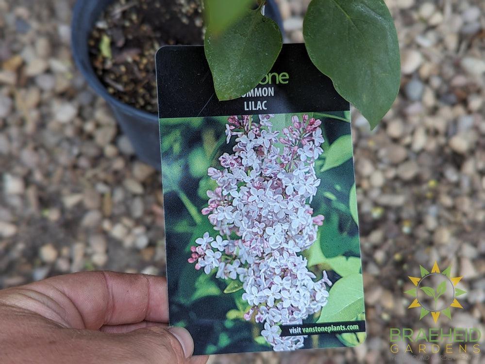 Common Lilac