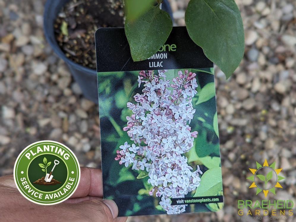 Common Lilac