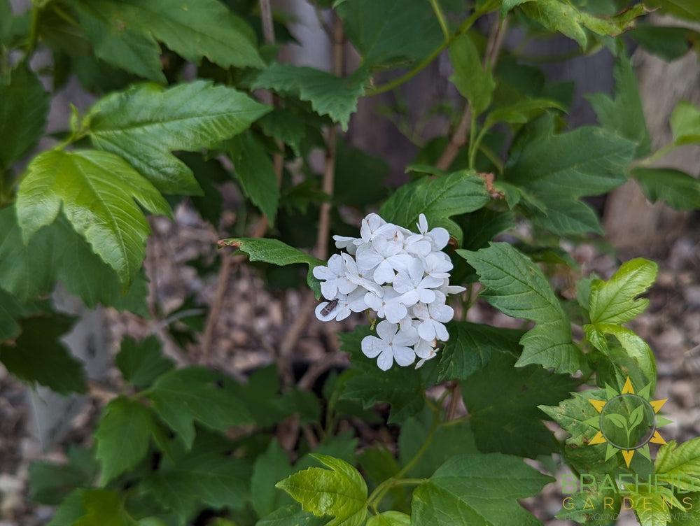 Common Snowball