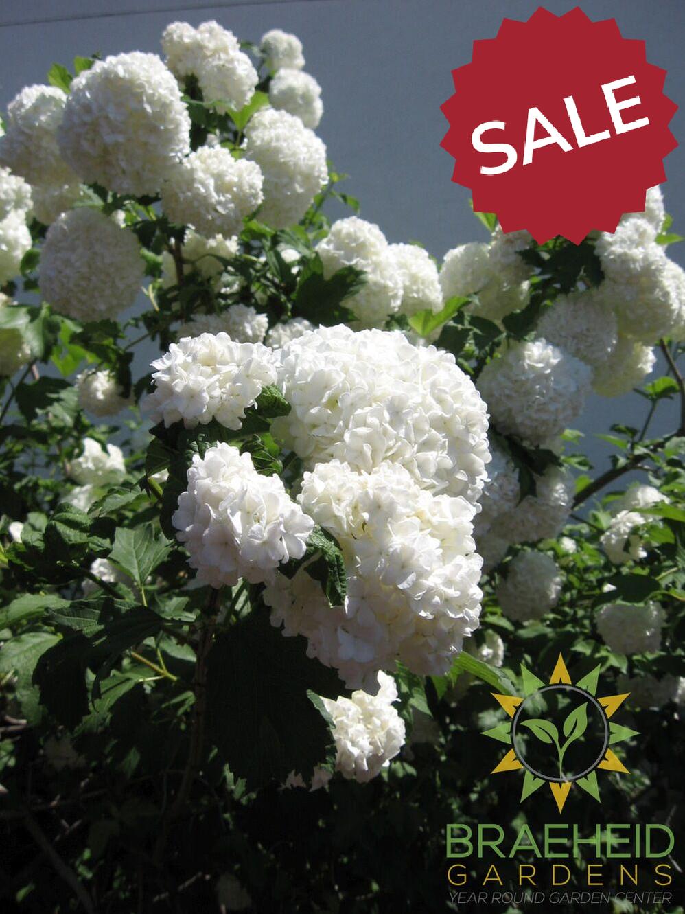 Common Snowball Tree Form