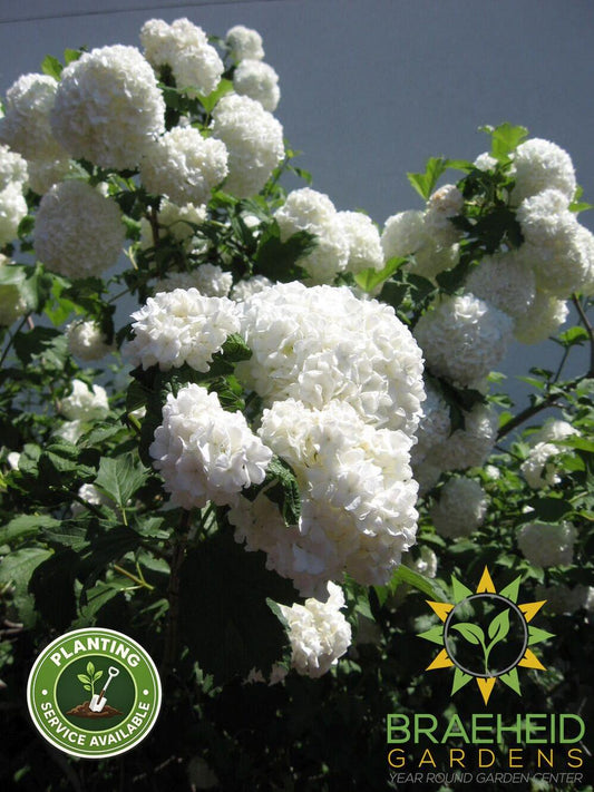Common Snowball Tree Form