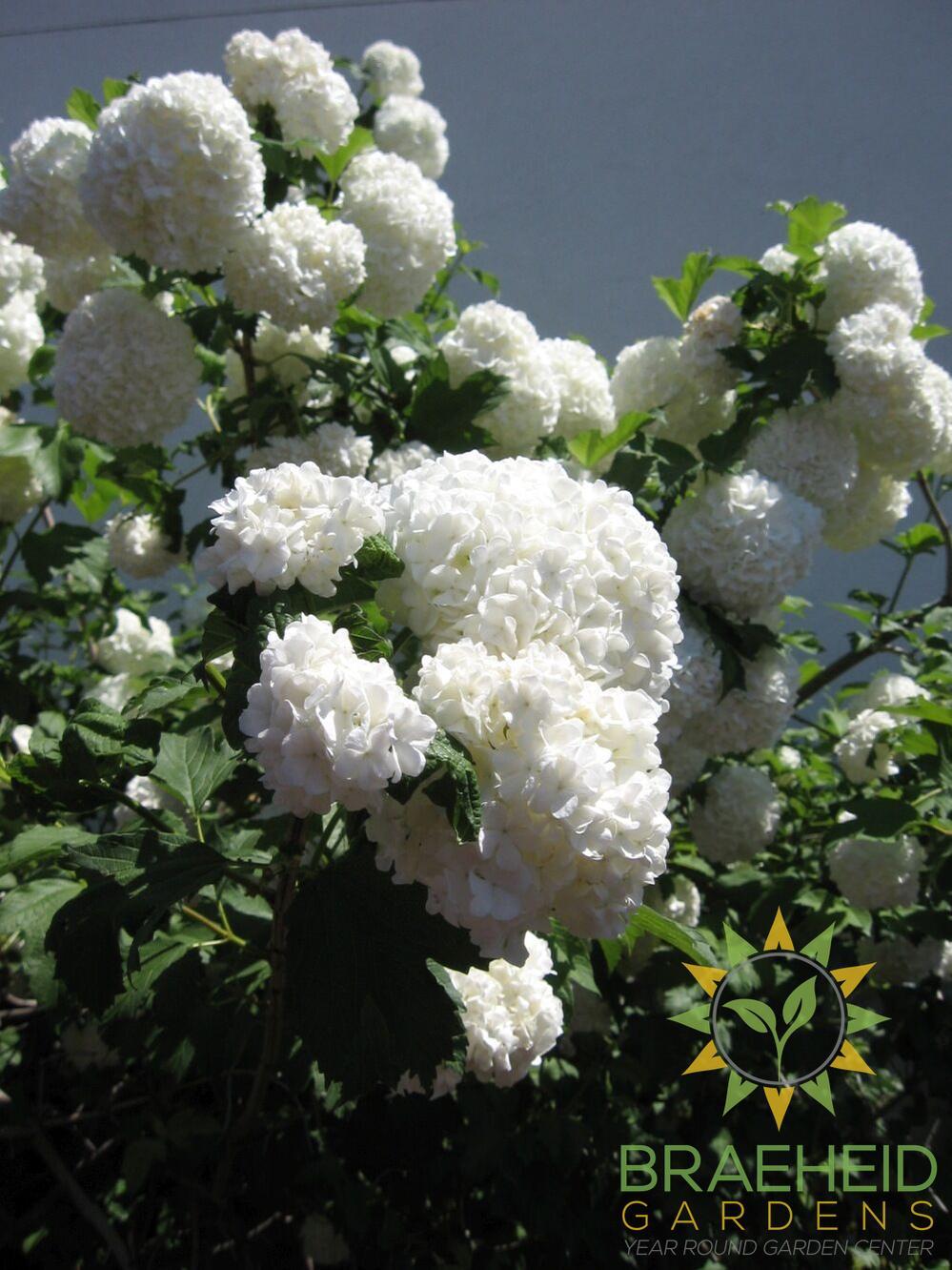 Common Snowball Tree Form