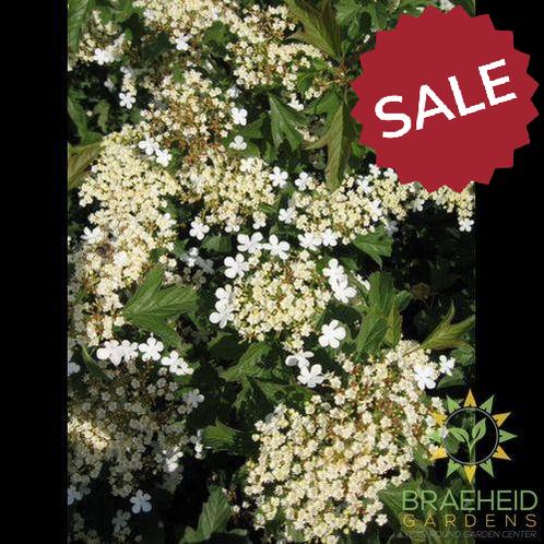 Compact European Cranberry