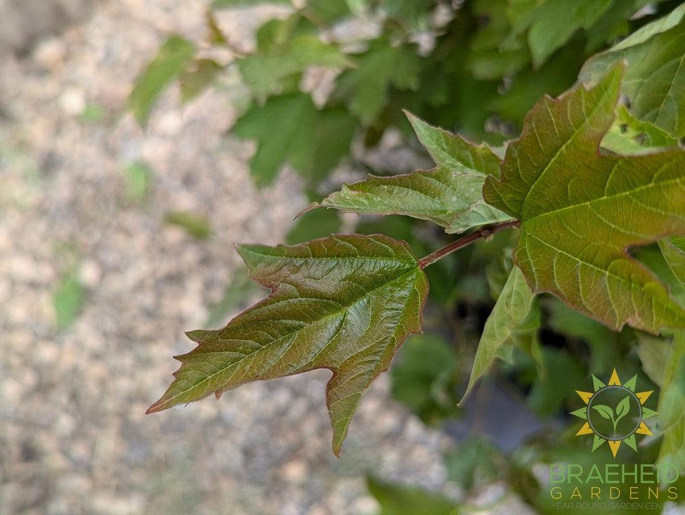 Compact European Cranberry