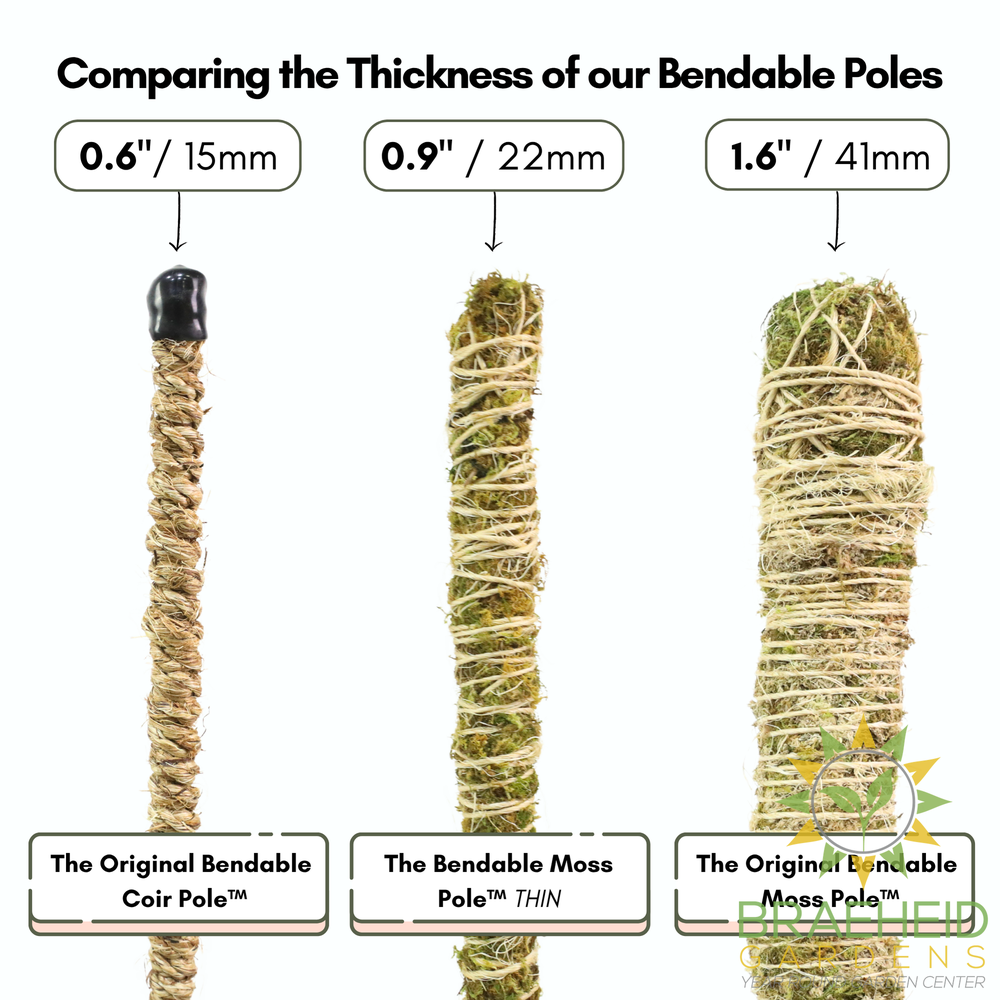 The Bendable Moss Pole™ 𝘛𝘏𝘐𝘕