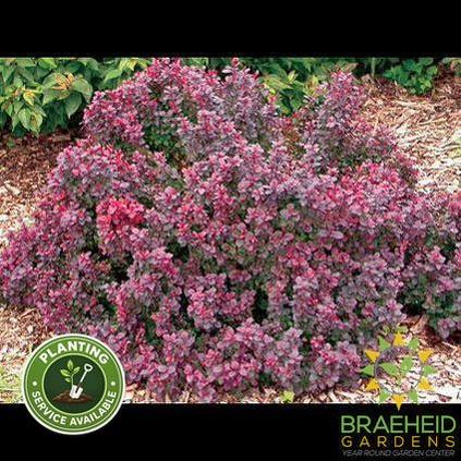 Concorde Barberry