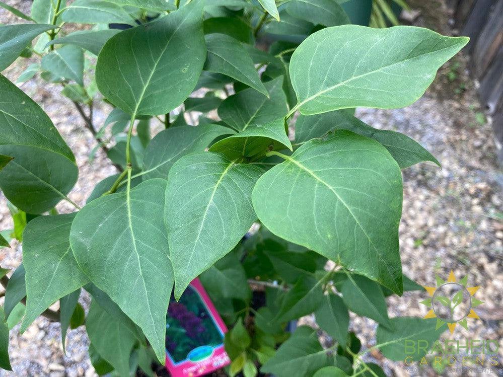 Congo French Lilac