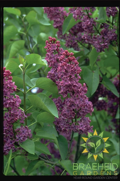 Congo French Lilac