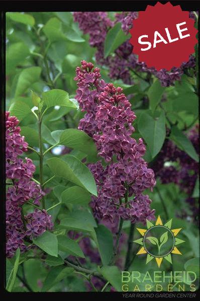 Congo French Lilac