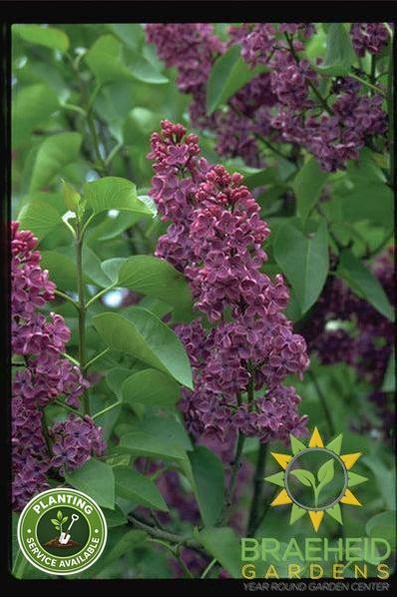Congo French Lilac
