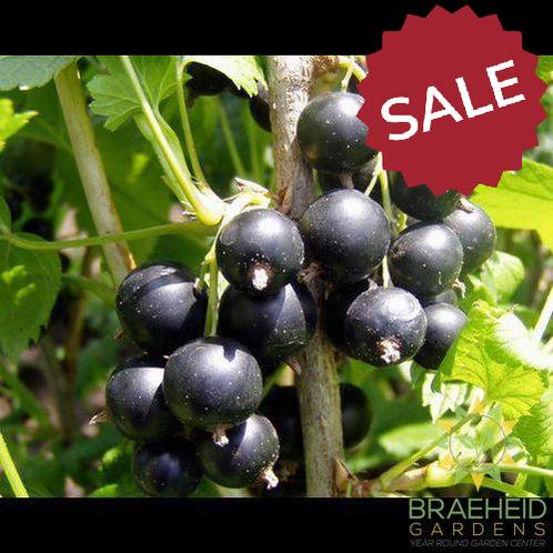 Buy Consort Black Currant an Edible Shrub in Grande Prairie Alberta - Braeheid Gardens Ltd.