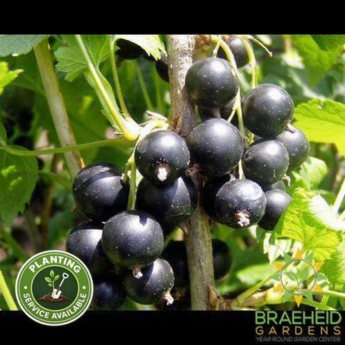 Buy Consort Black Currant an Edible Shrub in Grande Prairie Alberta - Braeheid Gardens Ltd.