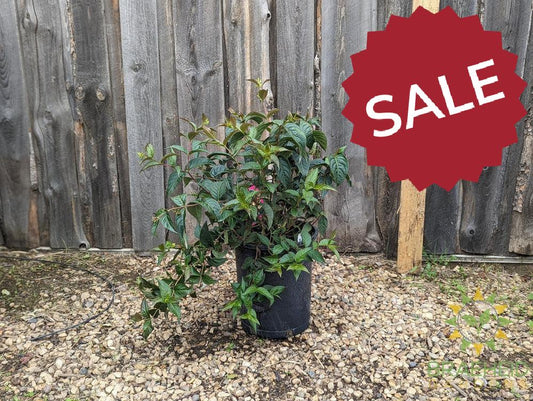 Copper Dwarf Bush Honeysuckle