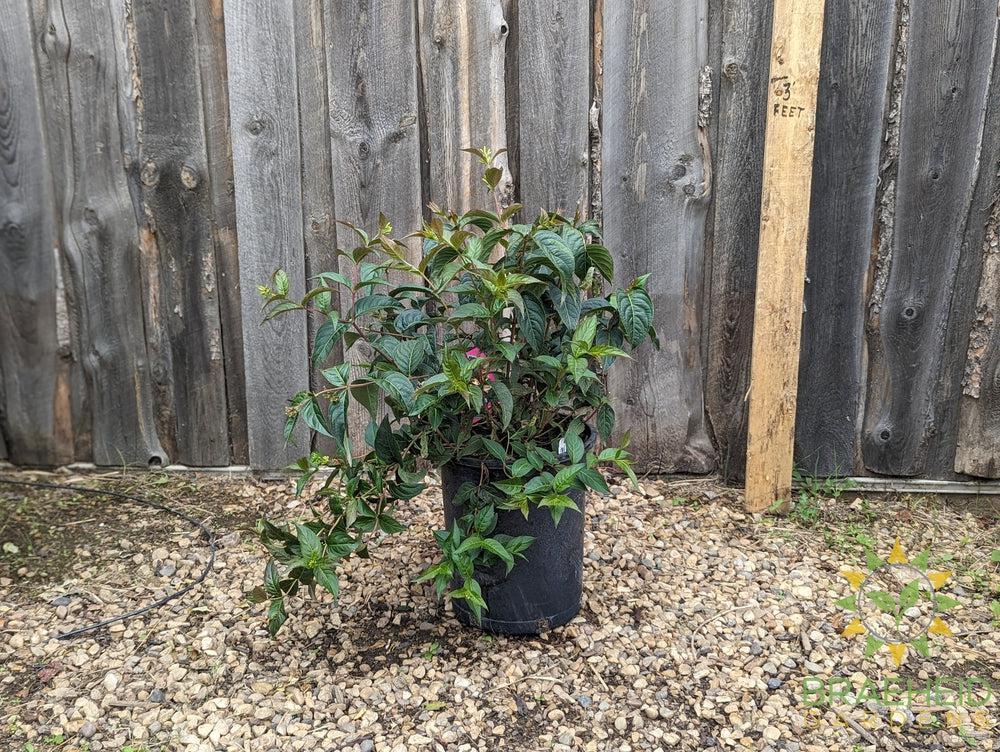 Copper Dwarf Bush Honeysuckle