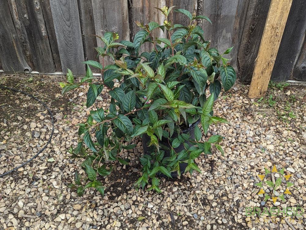 Copper Dwarf Bush Honeysuckle