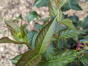 Copper Dwarf Bush Honeysuckle