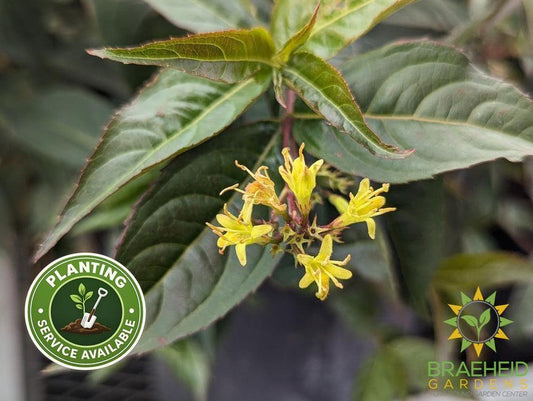 Copper Dwarf Bush Honeysuckle