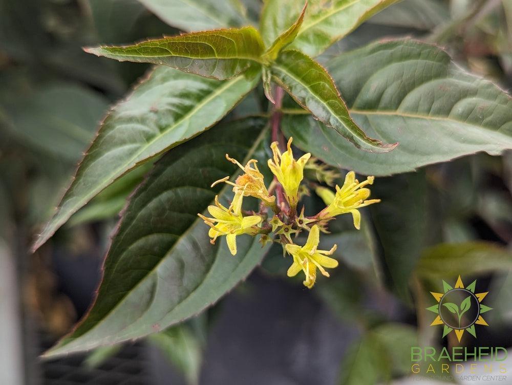 Copper Dwarf Bush Honeysuckle
