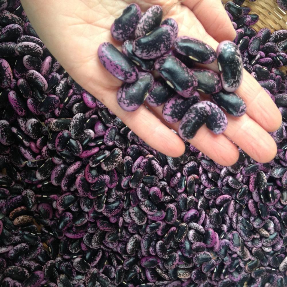 The Beginner's Garden Collection