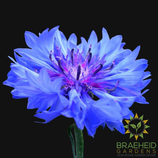 Cornflower