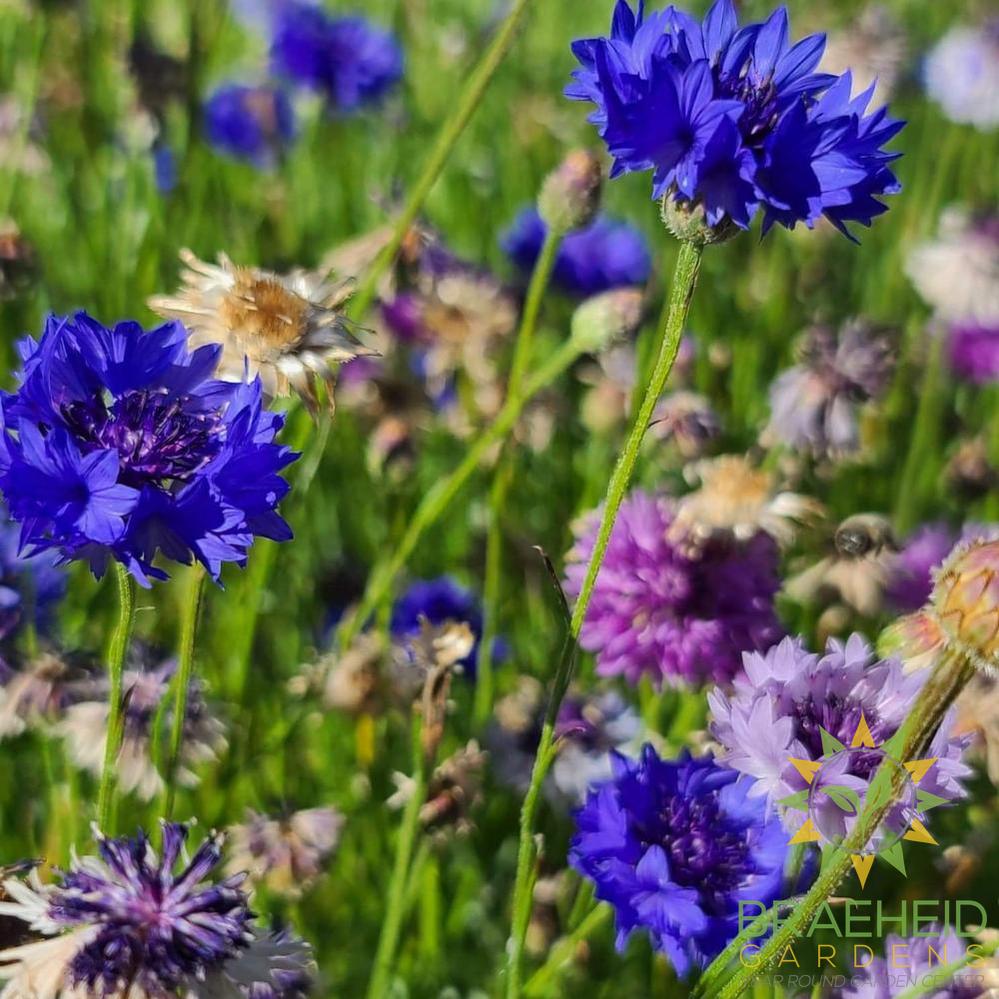 Cornflower