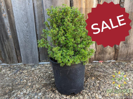 Coronation Triumph Potentilla