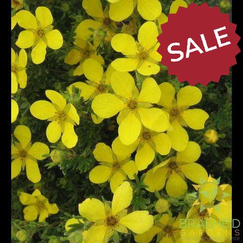 Coronation Triumph Potentilla