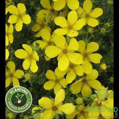 Coronation Triumph Potentilla