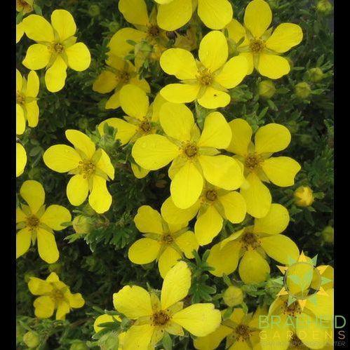Coronation Triumph Potentilla