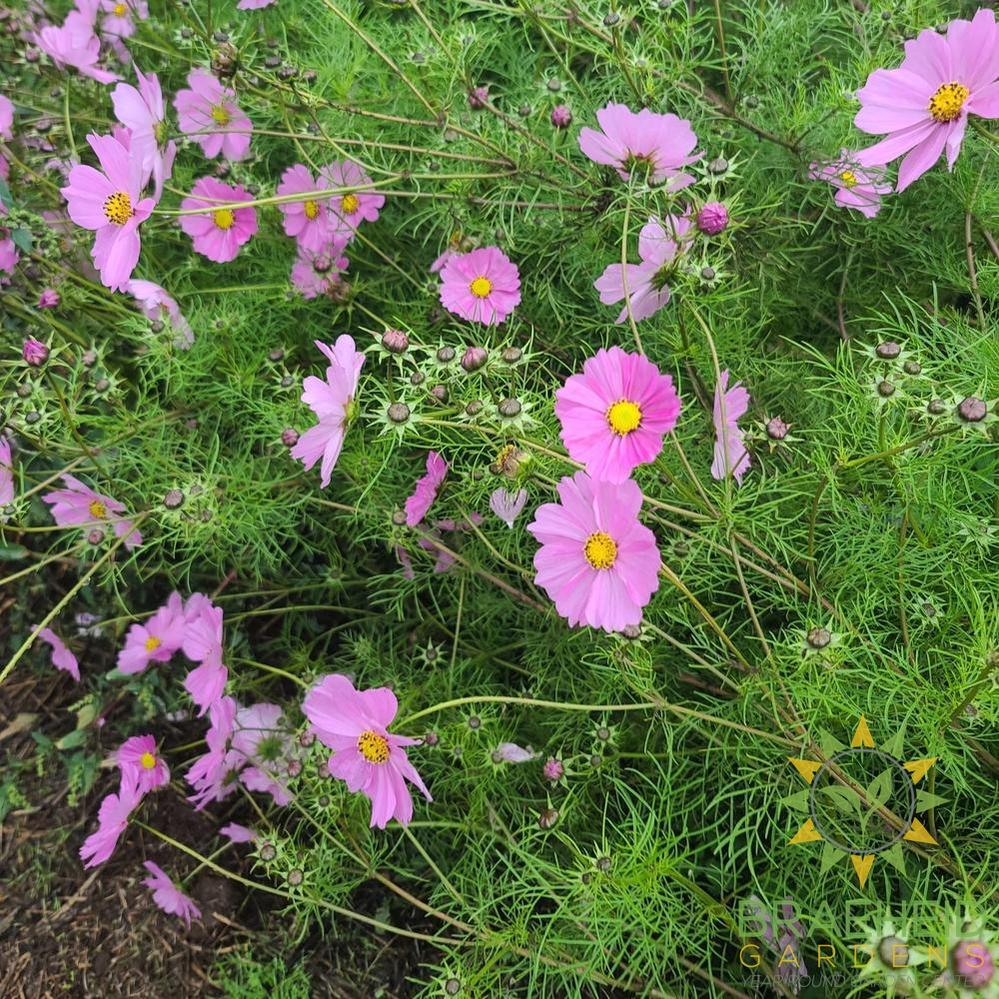 Cosmos Mix