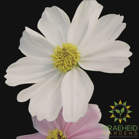 Cosmos Mix