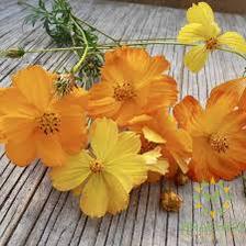 Cosmos Mix