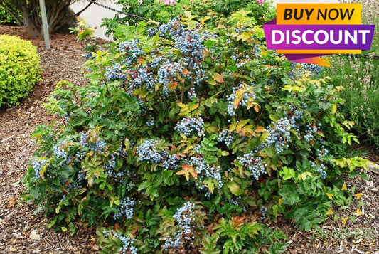 Creeping Oregon Grape