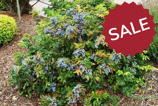 Creeping Oregon Grape