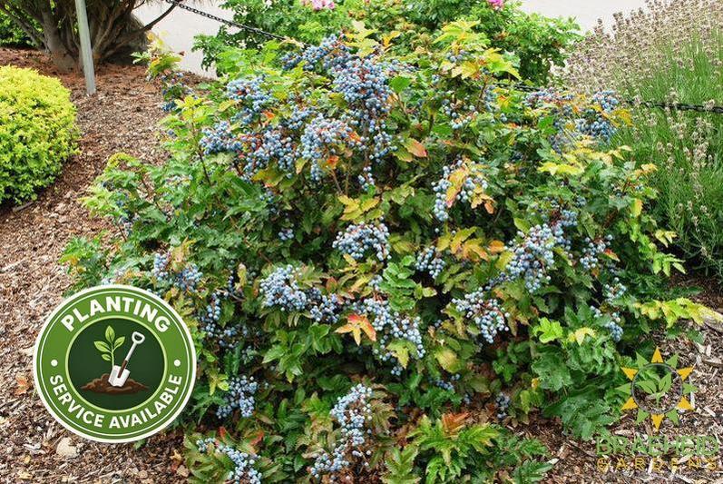 Creeping Oregon Grape