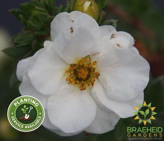Creme Brulee Potentilla