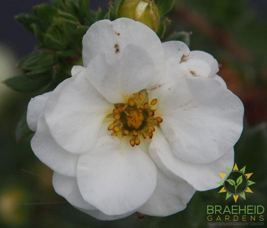 Creme Brulee Potentilla