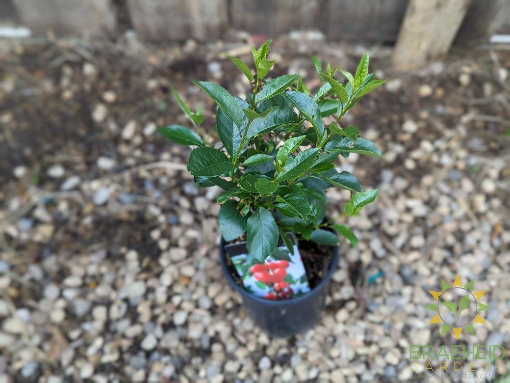 Cupid Cherry Shrub