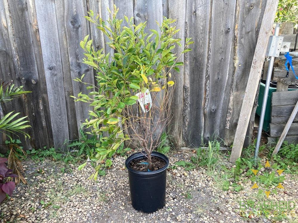 Cupid Cherry Shrub