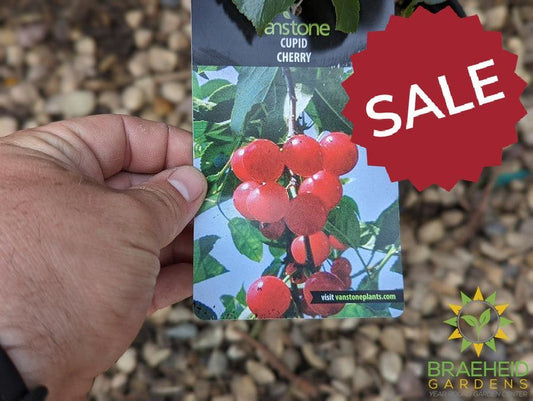 🍒 Auction #6 – Cherry Shrub Collection (Zone 2–3)