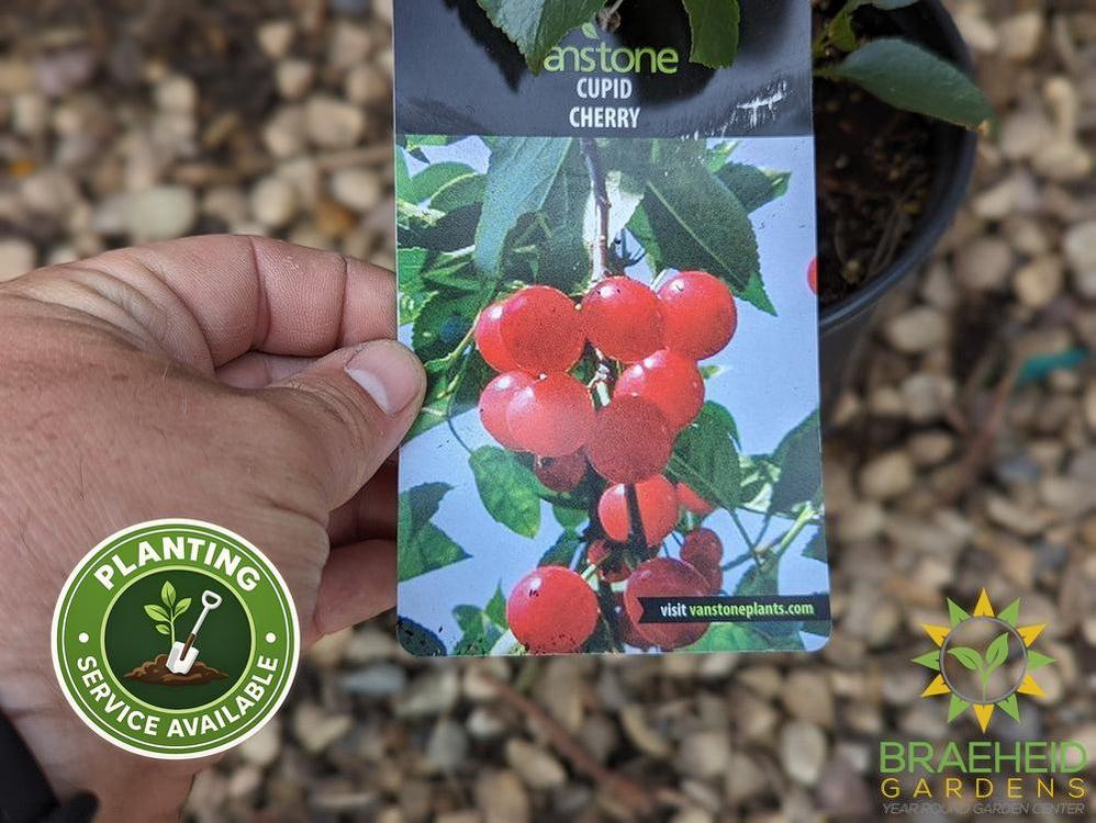 Cupid Cherry Shrub