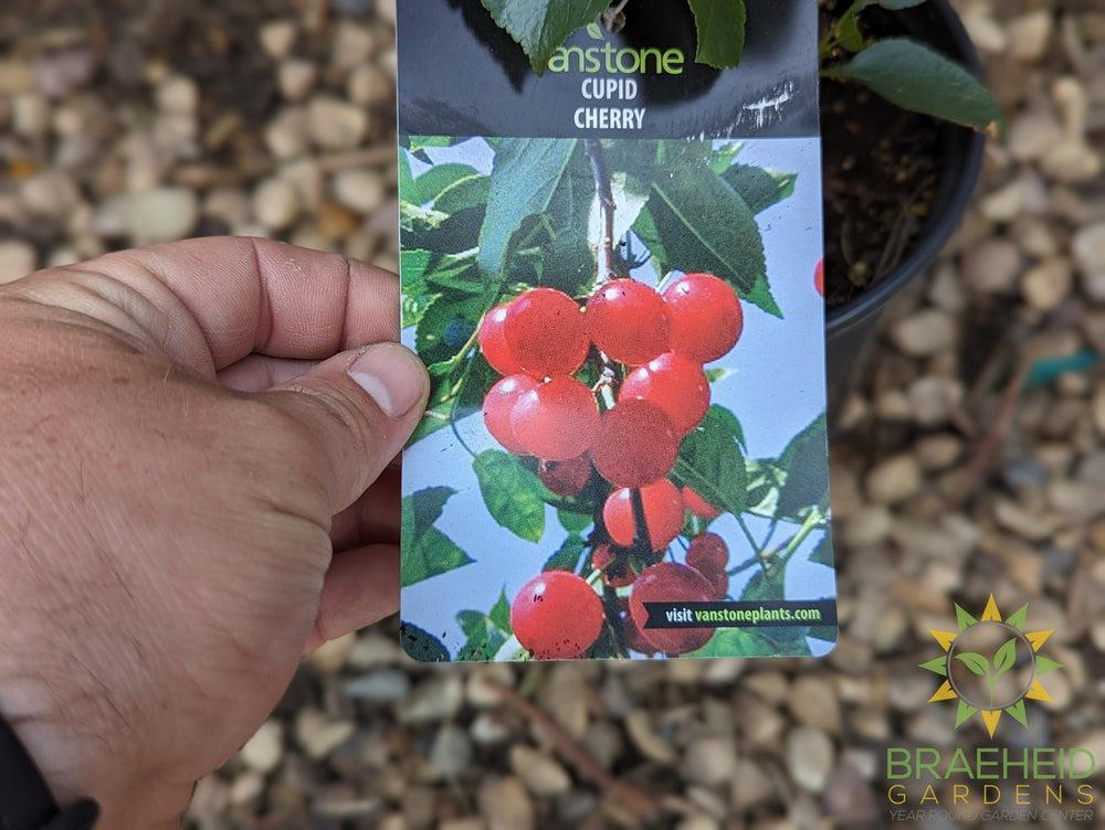 Cupid Cherry Shrub