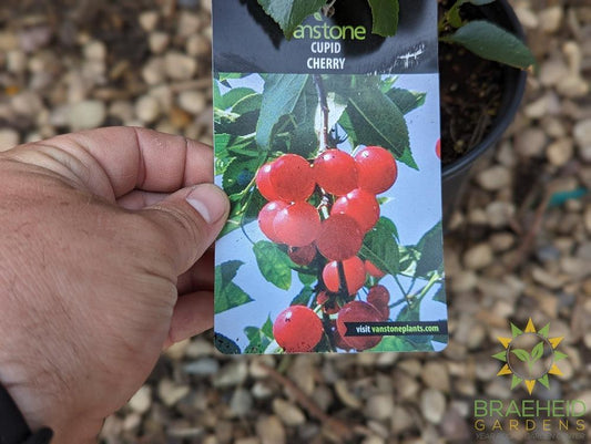 Cupid Cherry Shrub