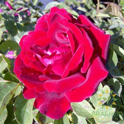 Cuthbert Grant Rose